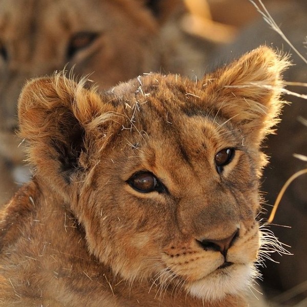Tanzanie Safari ! Échos de la savane