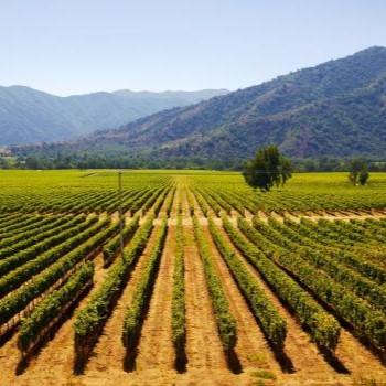 Mendoza vignes