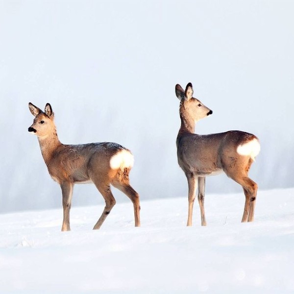 Deux daims dans la campagne québécoise