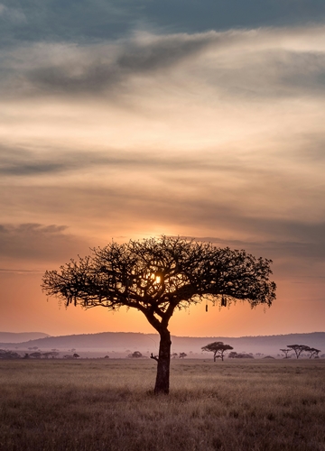 Savanes Tanzanie