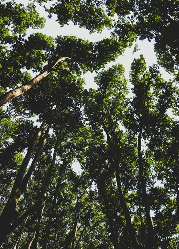 Forêts zanzibar
