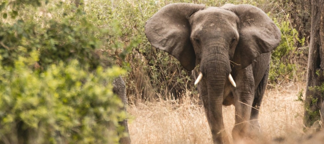 Un éléphant dans le Serengeti