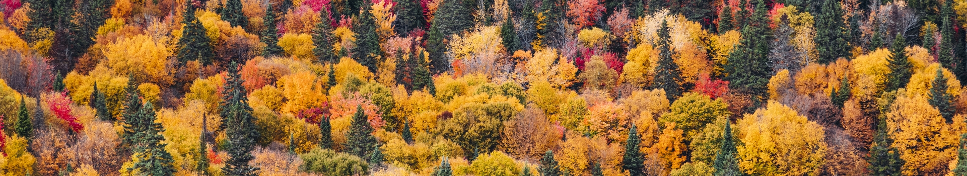 En automne au Canada