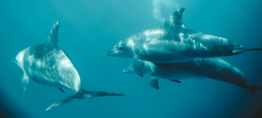 Dauphins Tanzanie