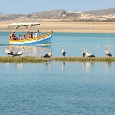 Oiseaux Maroc
