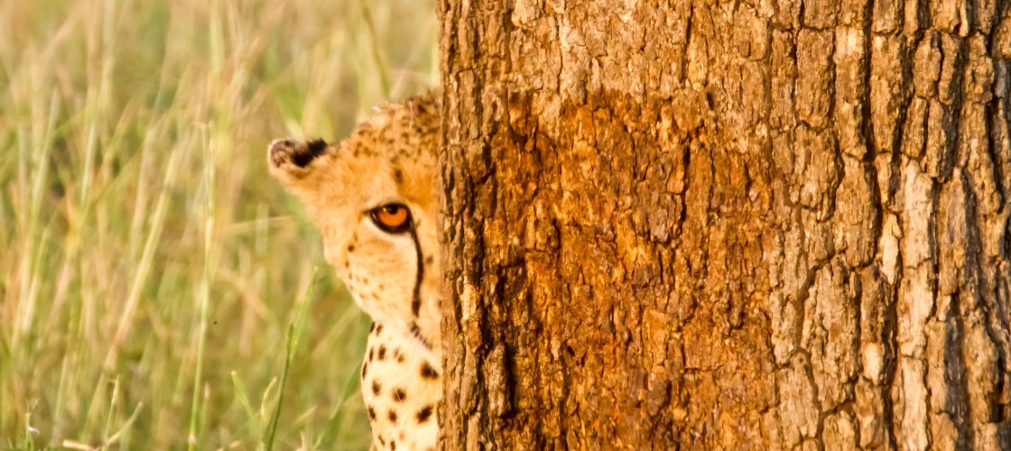 $tag_bloc_hermes[$cptHerm]->alt