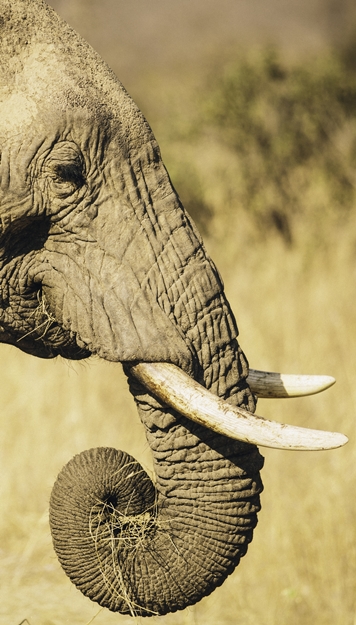RUAHA