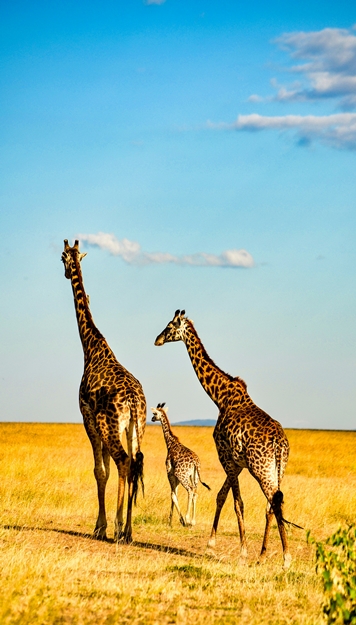 SERENGETI