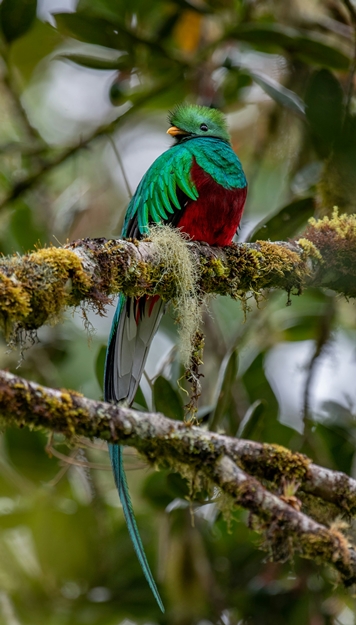 Coup de coeur Monteverde