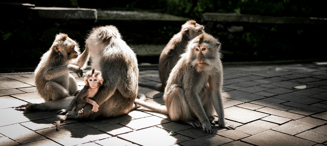 Singes à Bali