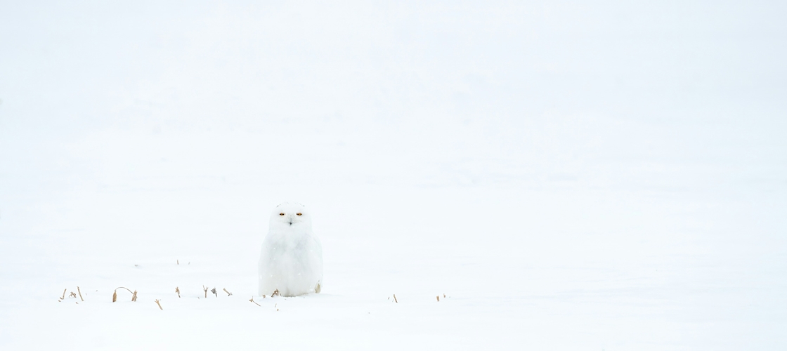 Canada en hiver