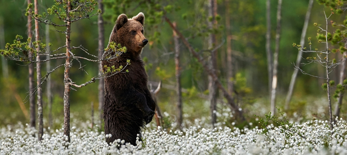 Ours au Canada