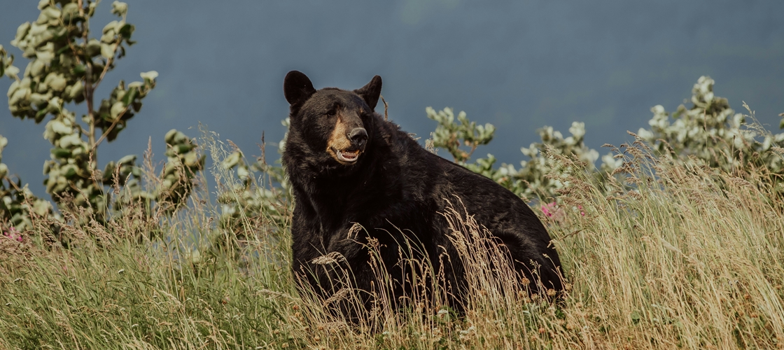 Un ours noir dans la forêt