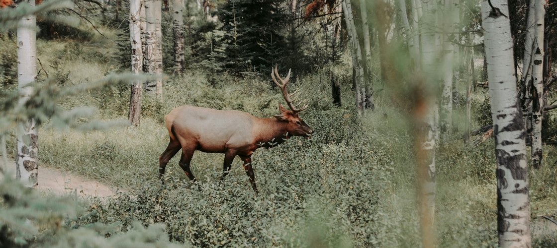 Un caribou émergeant de la forêt