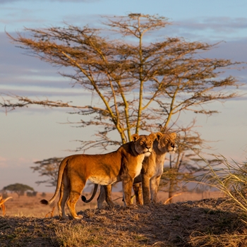 Edens Tanzaniens