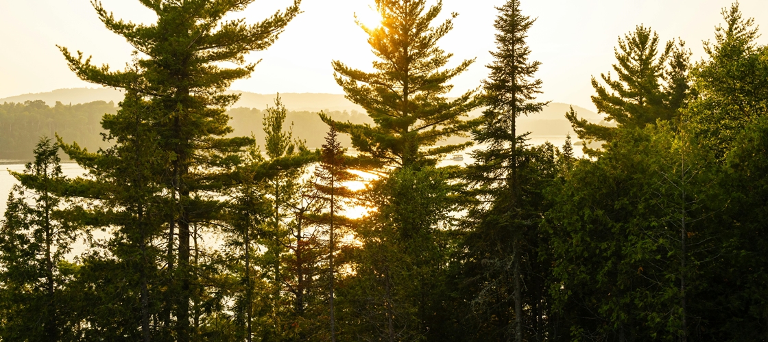 Une forêt à l'aube