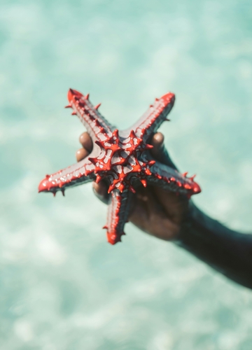 Etoile de mer à Zanzibar
