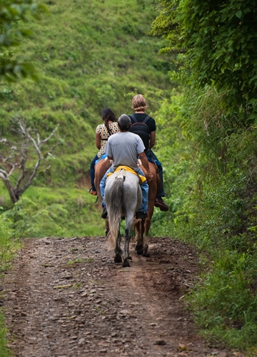 Cheval au Costa Rica