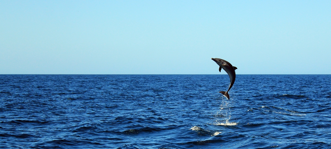 Dauphin Costa RIca