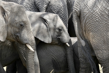 en famille