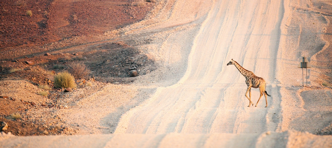 Girafe en Namibie