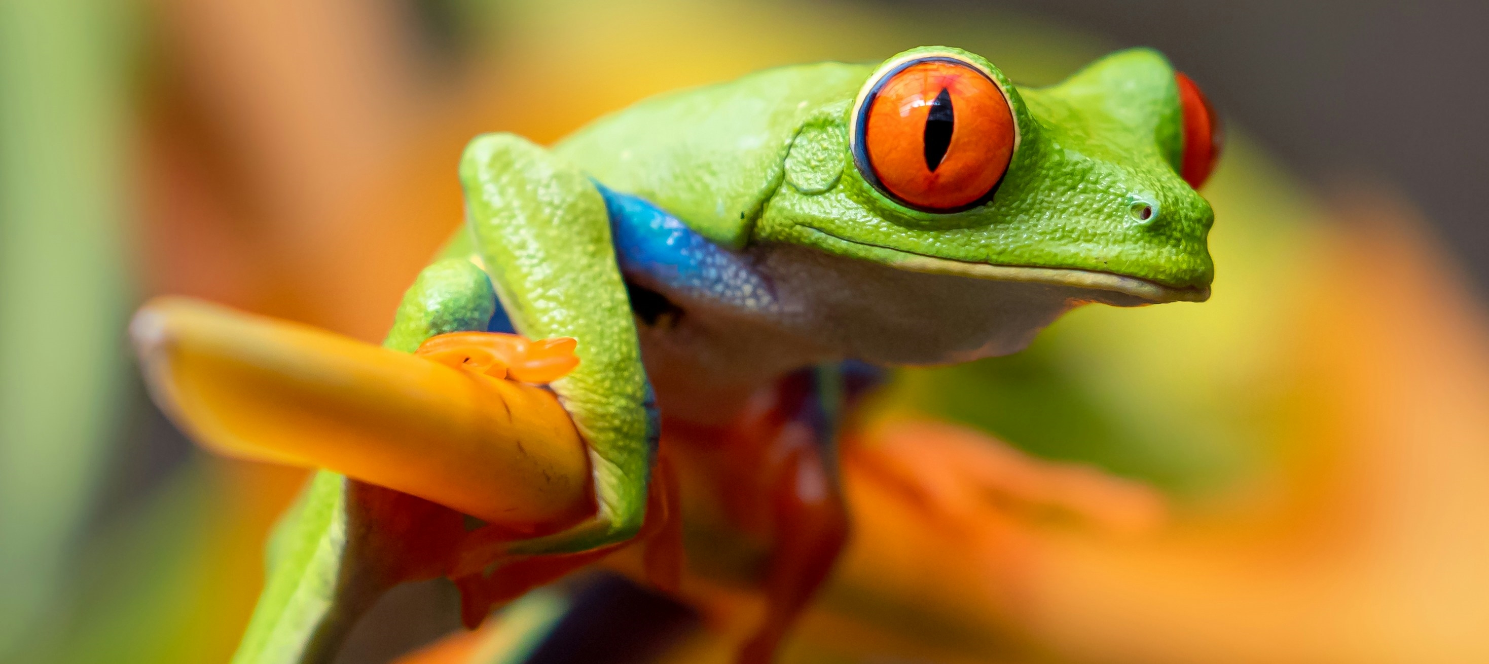 Grenouille au Costa Rica