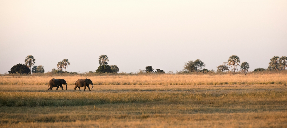 Elephants en Tanzanie