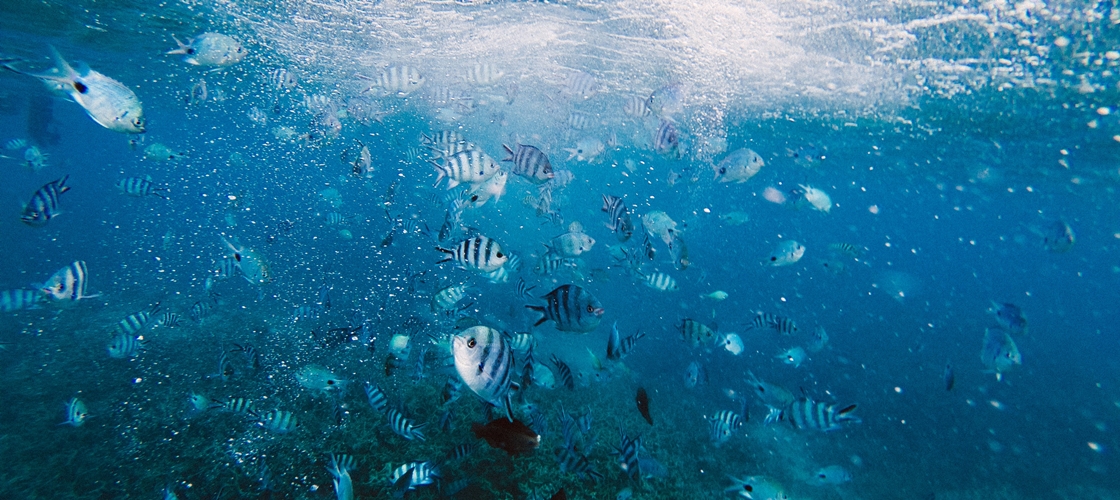 Snorkeling à Maurice