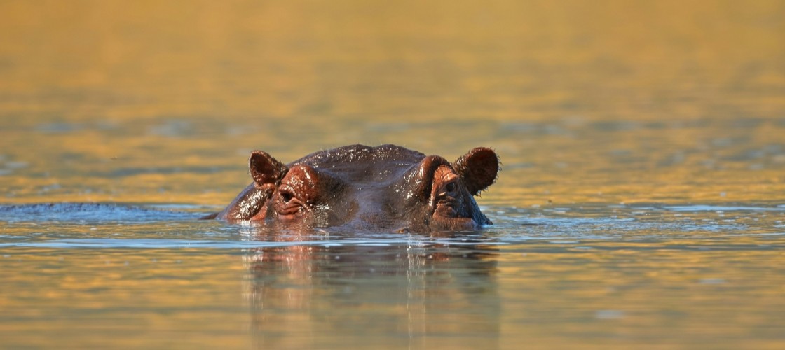 Un hippopotame émergeant de l'eau