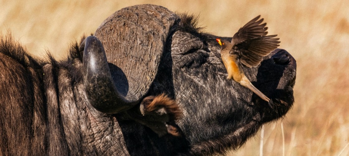 Un buffle et son oiseau