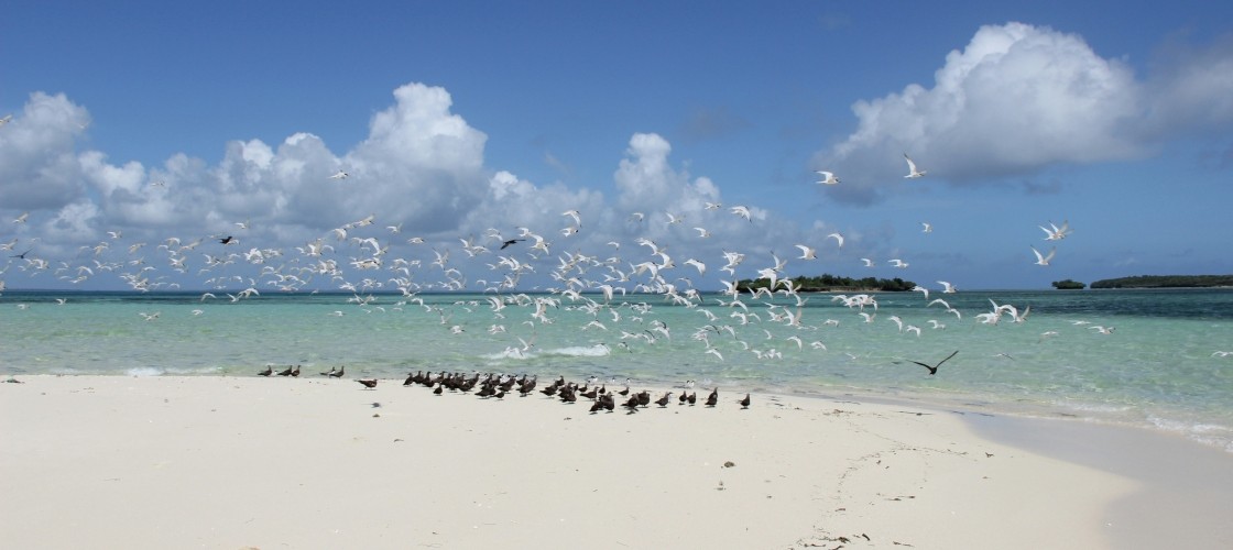 Un envol depuis une plage