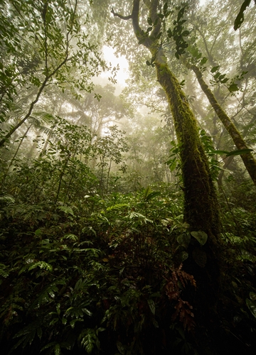 Foret Costa Rica
