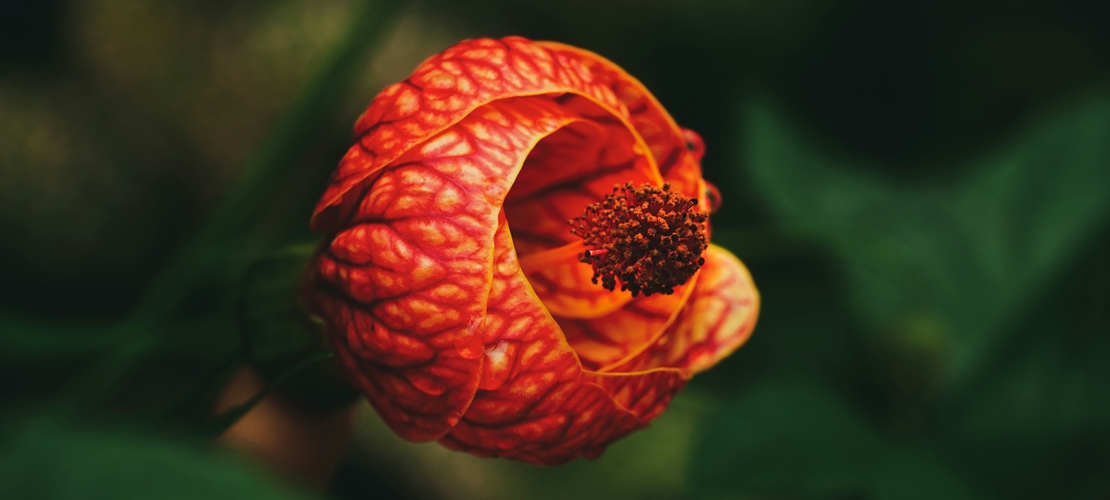 Fleur costa Rica