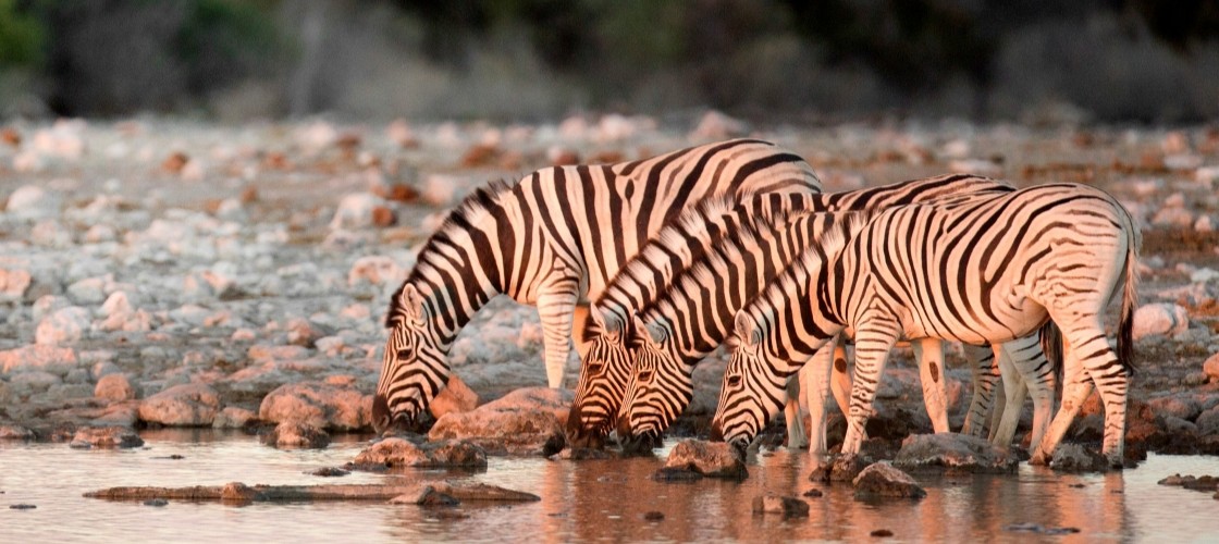 Un groupe de zèbres au point d'eau