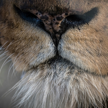 Safari Tanzanie : Tanzanie Safaris ! Échos de la Savane