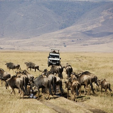 Safari photo en Tanzanie : Serengeti – Ngorongoro