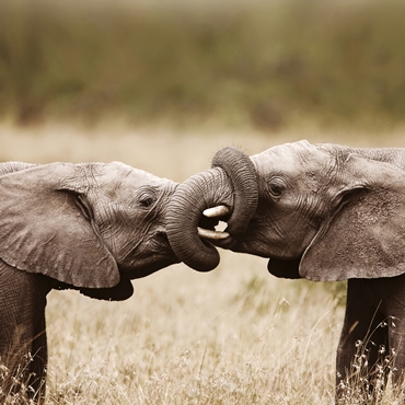 Un combiné safari – plage, l’escapade idéale en famille