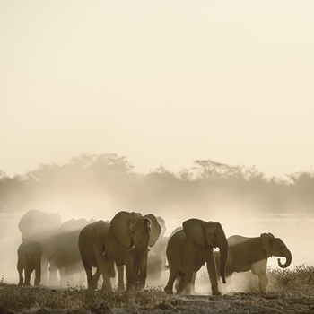 L'Afrique Superlative