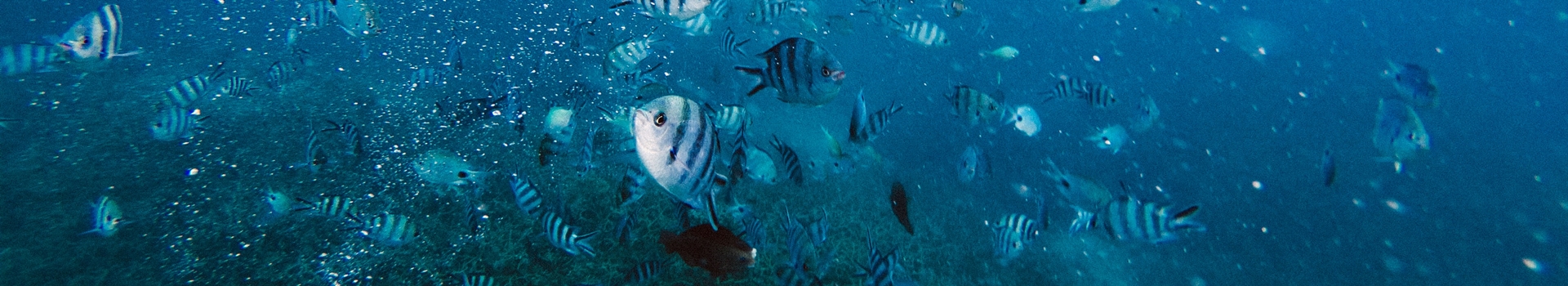 Voyage à l' Ile Maurice
