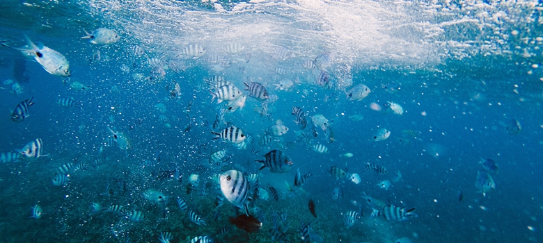 Voyager à l' Ile Maurice