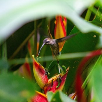 Paradis de la Biodiversité