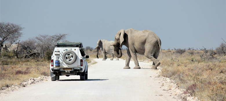 Safari 