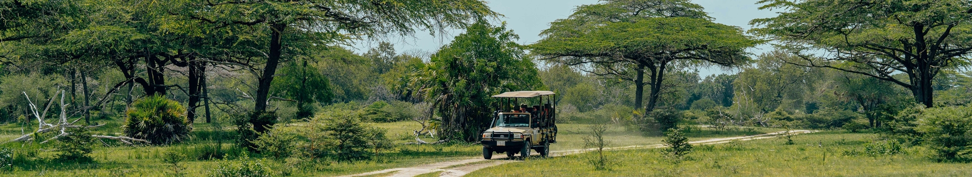 Safari