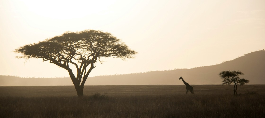 La savane à l'aube