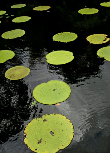 Lotus à Bali