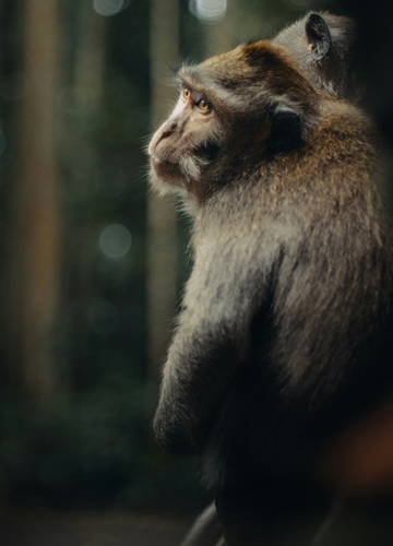 Singe à Bali