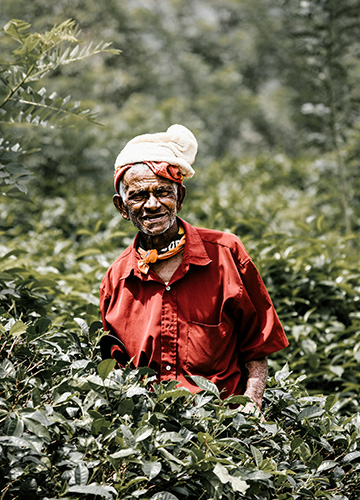 cueilleur dans une plantation