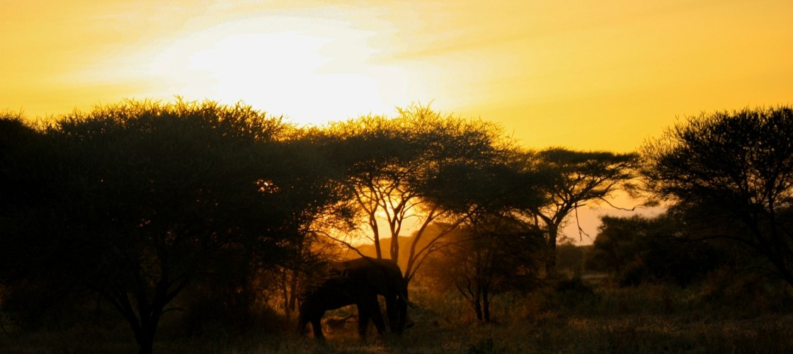 La savane au crépuscule