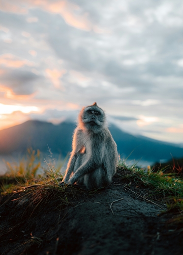Singe à Bali