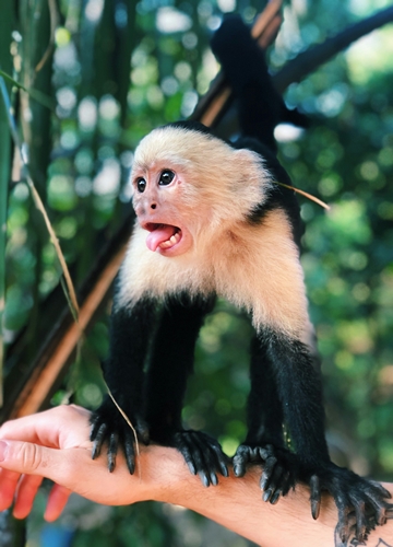 Sécurité Costa Rica